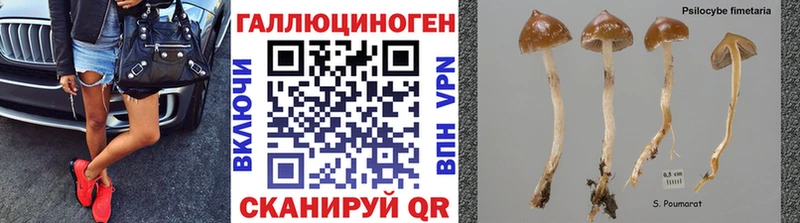 хочу   Мещовск  Галлюциногенные грибы GOLDEN TEACHER 
